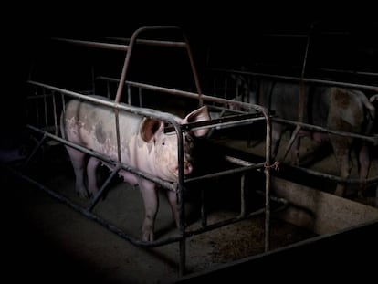 ‘Camisa de parto’ de uma fazenda de exploração animal no México.