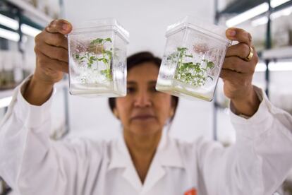 La responsable del banco de germoplasma, Ana Panta, muestra un par de envases con la variedad de patata compis, una de las más usadas y difundidas en la sierra de Perú y Bolivia.