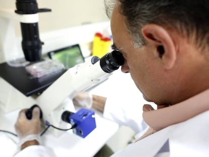El biólogo Mariano García Arranz observa un cultivo de células.