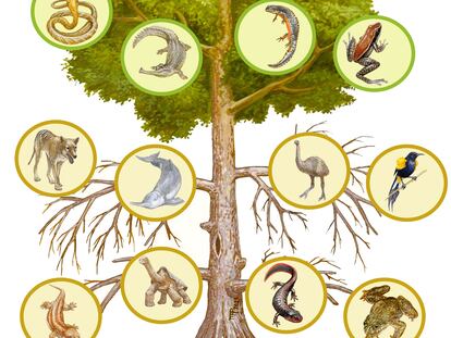 'The Tree of Life' by biologist Marco Antonio Pineda is an illustration of the mutilation of the Tree of Life because of generic extinctions and extinction risks. The bottom half of the tree depicted as dead branches shows examples of the extinct genera, and the upper half shows examples of genera at risk of extinction.