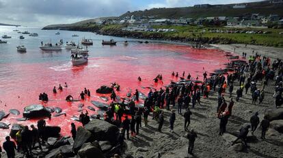 El mar se tiñe de rojo durante una caza de ballenas en Torshavn (Islas Feroe).