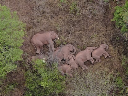Wild Asian elephants lie on the ground and rest in Jinning district of Kunming, Yunnan province, China June 7, 2021. A herd of 15 wild elephants has trekked hundreds of kilometres after leaving their forest habitat in Xishuangbanna National Nature Reserve, according to local media. Picture taken June 7, 2021 with a drone. China Daily via REUTERS ATTENTION EDITORS - THIS IMAGE WAS PROVIDED BY A THIRD PARTY. CHINA OUT. TPX IMAGES OF THE DAY