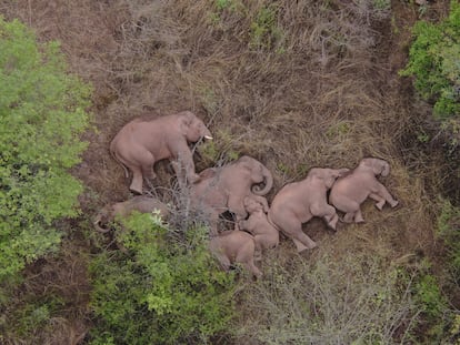 Wild Asian elephants lie on the ground and rest in Jinning district of Kunming, Yunnan province, China June 7, 2021. A herd of 15 wild elephants has trekked hundreds of kilometres after leaving their forest habitat in Xishuangbanna National Nature Reserve, according to local media. Picture taken June 7, 2021 with a drone. China Daily via REUTERS  ATTENTION EDITORS - THIS IMAGE WAS PROVIDED BY A THIRD PARTY. CHINA OUT.     TPX IMAGES OF THE DAY