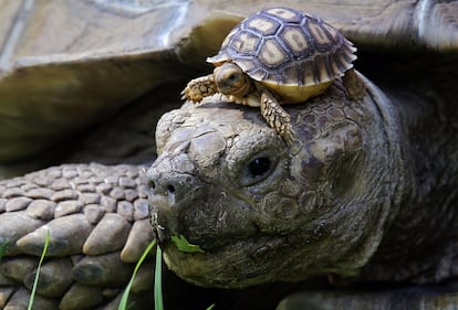 Una tortuga de espolones africana recién nacida descansa sobre la cabeza de una tortuga macho en un zoo de Guadalajara (México).