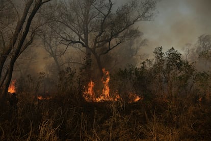 Un incendio en uno de los bosques que colindan con el Paraná.