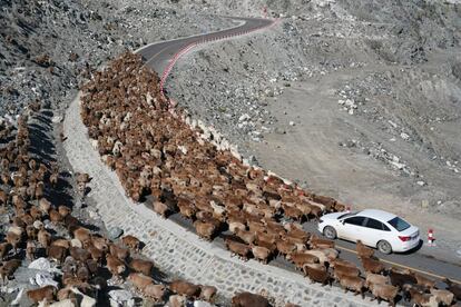 Un rebaño de ovejas impide el paso a un vehículo en Altay (China).