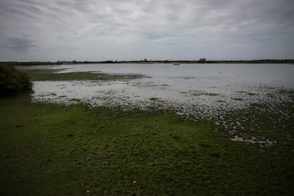 La laguna de Doñana