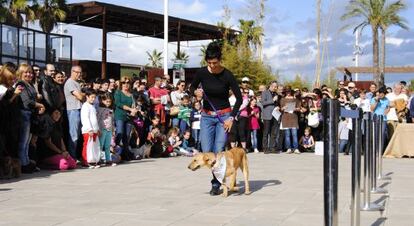 Desfile de perros en el Bioparc de la pasada edici&oacute;n. 