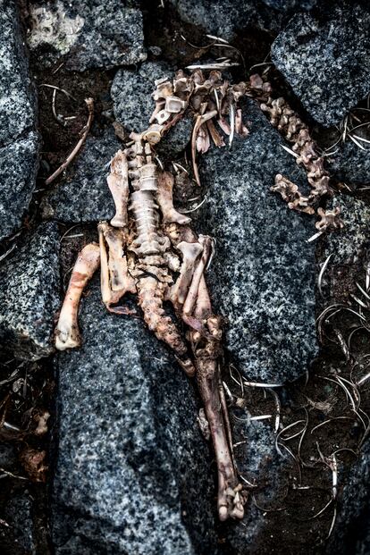 Esqueleto encontrado en una pingüinera cercana a la Base científica Yelcho.
