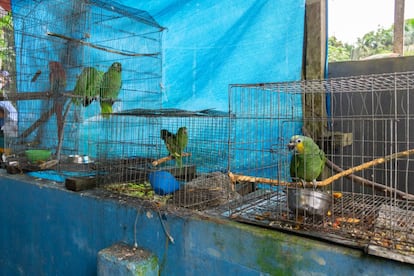 Las aves son los animales más traficados. El pasado marzo se interceptó un autobús de pasajeros que escondía 1.125 ejemplares en la bodega. Se usan principalmente como mascotas. 