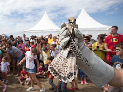 Un cernícalo en la mano de un agente rural, durante la tradicional suelta de aves recuperadas en el marco del Delta Birding Festival.
