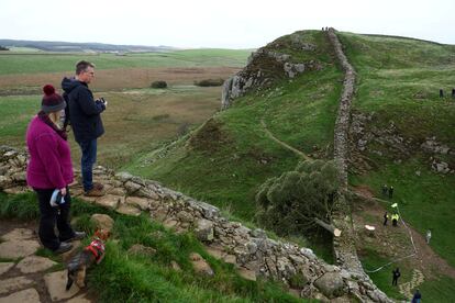 Dos visitantes observan el árbol 'Sycamore Gap' sobre el muro de Adriano después de ser talado.