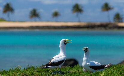 Aves marinhas em risco de extinção, em Abrolhos.