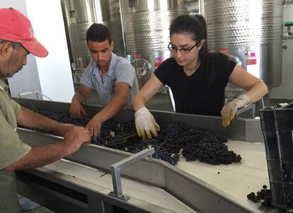 Trabajadores elaborando vino en Cisjordania.