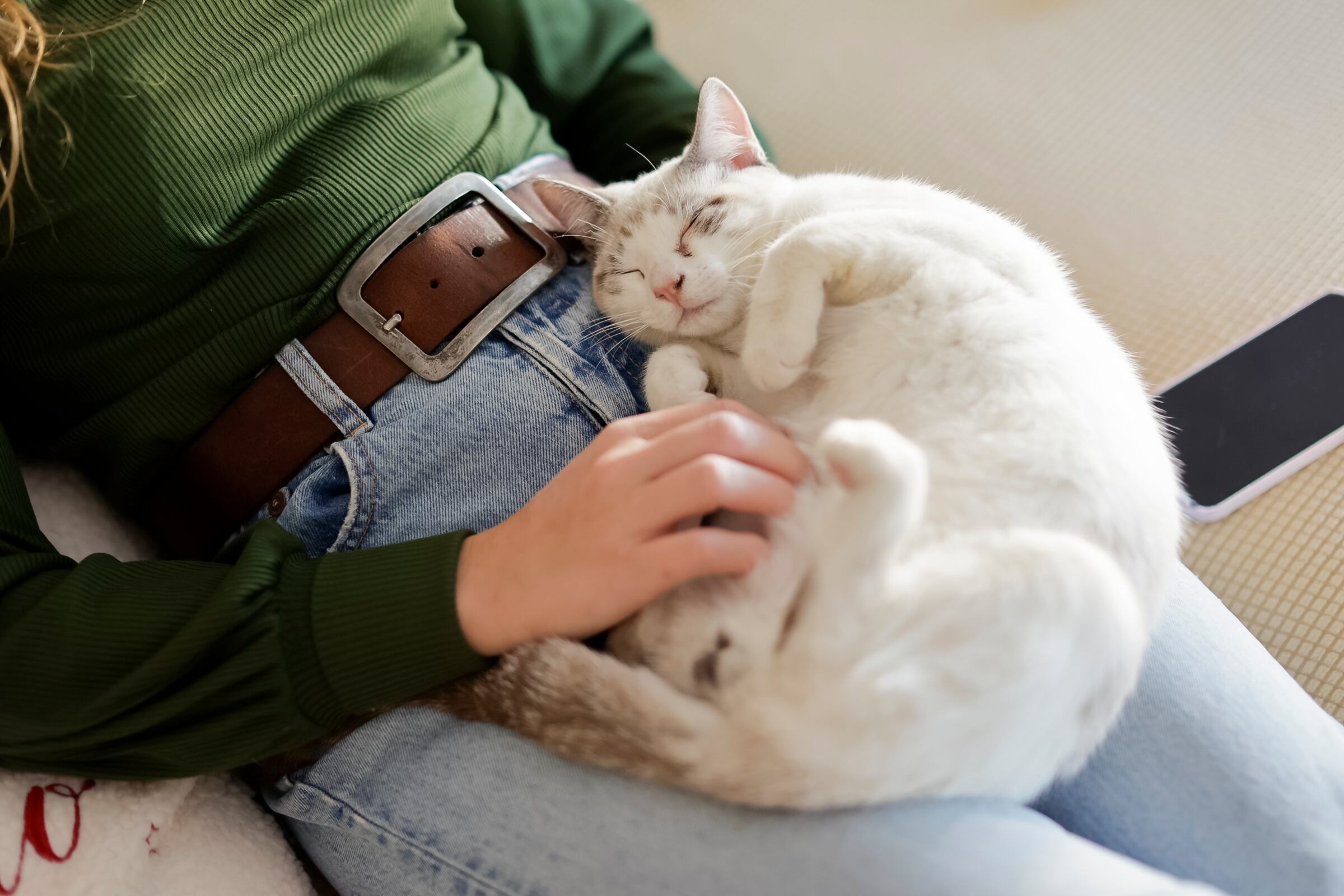 Cuando un gato ronronea a una persona puede tener la intención de trasmitir varios tipos de mensajes.