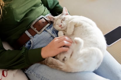 When a cat purrs at a person, it may be conveying various messages.