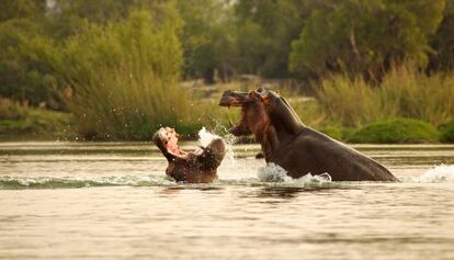 Dos hipopótamos en un río africano. 