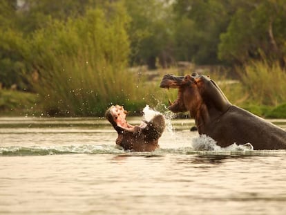 Dos hipopótamos en un río africano. 