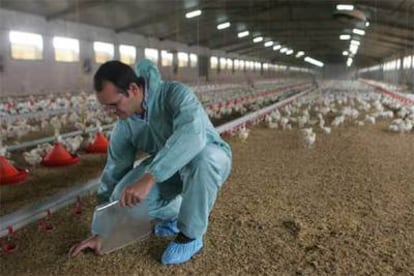 Un veterinario recoge muestras del suelo en una granja avícola de Villamanrique (Sevilla).