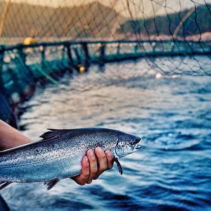 Un salmón de Bremnes Seashore, una 'granja' en los fiordos. La acuicultura ya proporciona más ingresos que la pesca.