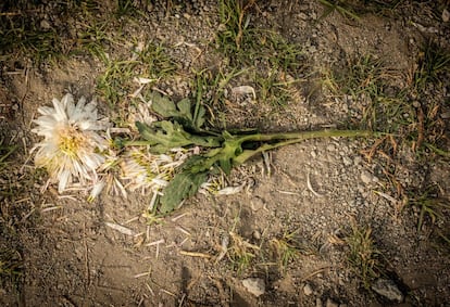 Una flor tirada en el suelo de un cementerio en un barrio pobre del Estado de México. La fragilidad a la que están expuestas las mujeres en México está llegando a niveles demasiado altos, y el feminicidio en el país va en aumento.