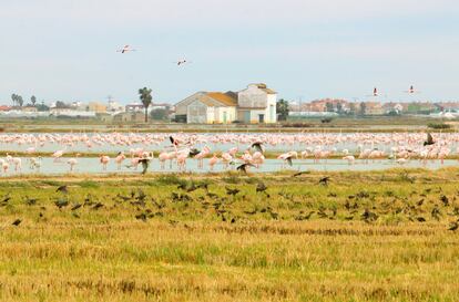 Centenares de flamencos buscan gusanos y crustáceos en los arrozales de la Albufera, donde pasan el invierno.