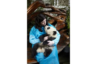 Una mujer con un oso panda de seis meses de edada en el Centro para la Investigación y la Reproducción del Panda Gigante, en Chengdú.