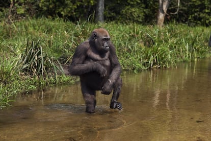 Tanto los gorilas occidentales del río Cross en África ('Gorilla gorilla'), con menos de 300 ejemplares, y los gorilas orientales ('Gorilla beringei'), con unos 5.000, están clasificados como especies en peligro crítico de extinción en la Lista Roja de la UICN. Los simios son capturados vivos para su venta con el fin de mantenerlos en cautividad o bien se les mata para consumir su carne. Gran parte de estos animales acaban muriendo al ser transportados, sometidos a una gran cantidad de estrés o víctimas de enfermedades. En la imagen aparece un gorila occidental de seis años en la República Centroafricana.