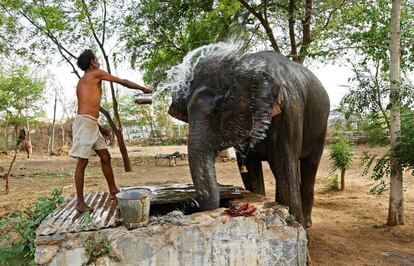 Un mahout baña a su elefante en un caluroso día de verano en Ajmer, India.