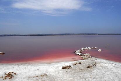 La laguna de Torrevieja —también conocida como laguna Rosa— revienta de coloraciones debido al crustáceo artemia salina, que se alimenta de un alga rosácea responsable última del color de los flamencos.