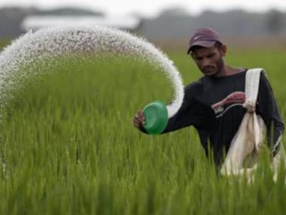 Plantación de arroz en Cojedes (Venezuela).