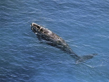 Un ejemplar de ballena franca, en una imagen de archivo.
