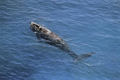 Un ejemplar de ballena franca, en una imagen de archivo.