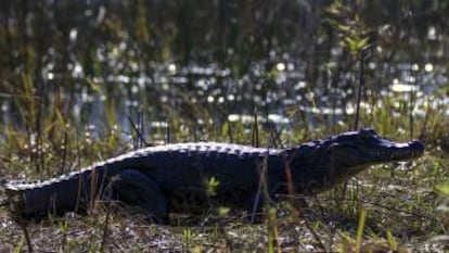 Un yacaré avistado desde una canoa de turismo en Iberá.