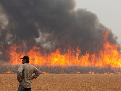 Un hombre observa cómo el fuego arrasa con una plantación de azúcar, este sábado en Dumon, São Paulo.