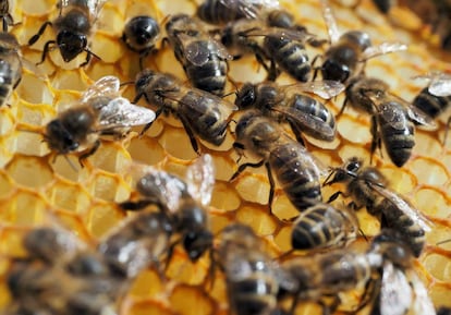 Os pesticidas entram no sistema nervoso das abelhas quando elas sugam o néctar