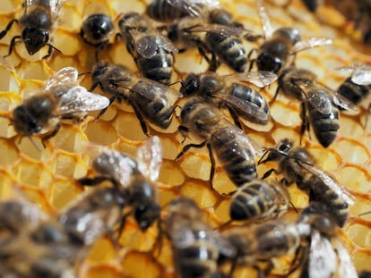 Os pesticidas entram no sistema nervoso das abelhas quando elas sugam o néctar