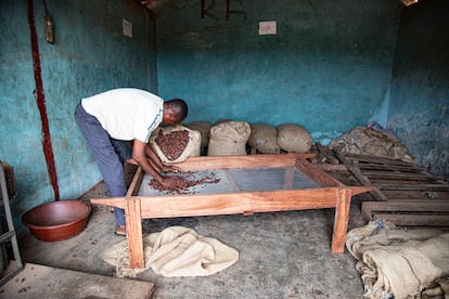 Un agricultor llenan sus sacos de cacao en Abronamou, un pueblo al este de Costa de Marfil, el 27 de octubre de 2024.