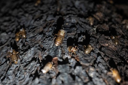 A group of cicadas in Chevy Chase, Maryland. 