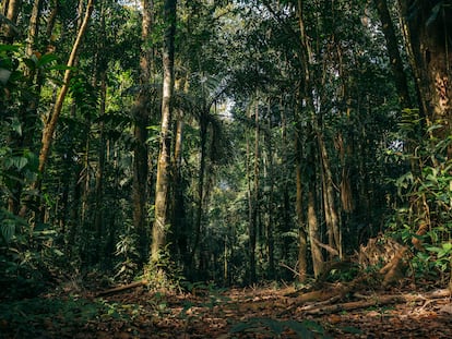 La selva tropical en Tambopata, Madre de Dios, Perú.