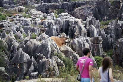 Un simple paseo por el monumento natural Cerro del Hierro, en la provincia de Sevilla, permite al visitante adentrarse en un espectacular paisaje kárstico caracterizado por la formación de los llamados lapiaces o 'agujas' de roca.