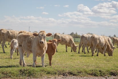 Rancho Tata Lobo, donde utilizan el sistema silvopastoril para restaurar la tierra.