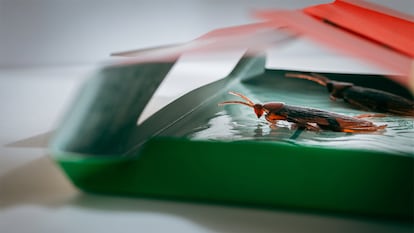 Una cucaracha atrapada en una trampa.
