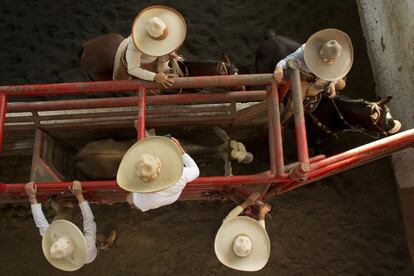 Un grupo de charros prepara a un toro antes de que participe en la competición. El charro debe de intentar agarrar la cola del animal y voltearla. Si el hombre falla, puede ser muy difícil capturar de nuevo al toro.