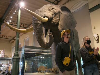 El elefante africano ocupa un lugar central en la sala del Museo Nacional de Ciencias Naturales.