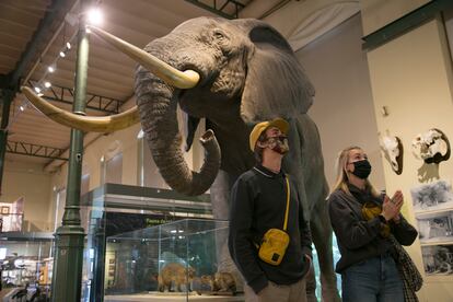 El elefante africano ocupa un lugar central en la sala del Museo Nacional de Ciencias Naturales.