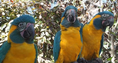 Tres guacamayos barba azul al aire libre contra un fondo frondoso.