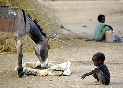 Un niño observa a un burro comiendo en Bahai (Chad), donde se concentran miles de refugiados sudaneses.