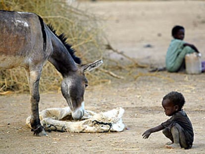 Un niño observa a un burro comiendo en Bahai (Chad), donde se concentran miles de refugiados sudaneses.