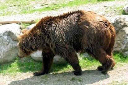 El oso &#39;Bruno&#39;, ayer cerca del lago Spitzing, en Garmisch, Alemania.